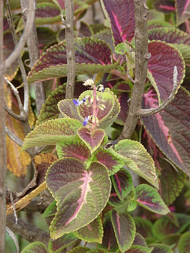 Plectranthus scutellarioides